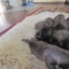 Nasze Mioty/Our Litters - Miot